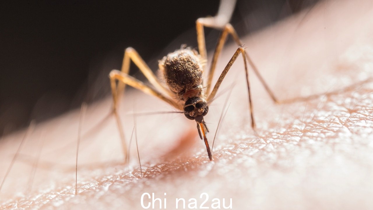 在澳大利亚检测到致命的蚊子病毒南澳大利亚首次