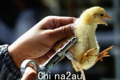 禽流感H5N1全球蔓延，你需要知道这些（图）