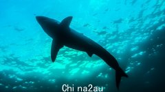 海豚在繁忙的悉尼海滩被鲨鱼网缠住后死亡