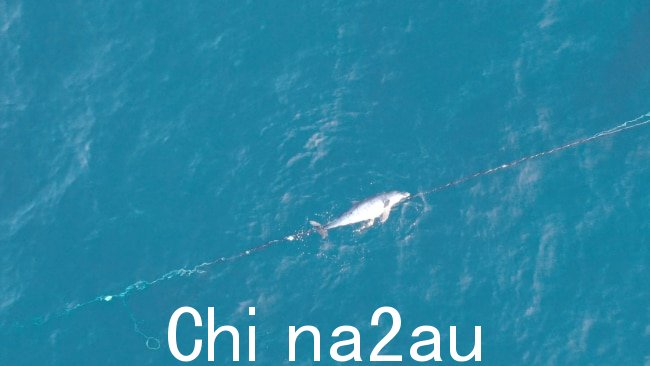 周四在勃朗特海滩发现一只海豚死亡并被网捕获。图片：Drone Shark App