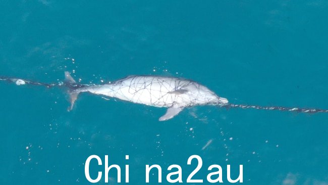 Action for Dolphins 呼吁拆除防鲨网在声称无辜的海洋生物成为渔网的受害者之后。图片：Drone Shark App