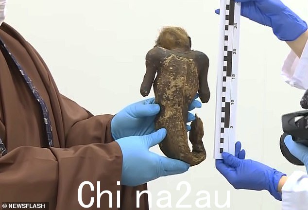 The supposed mermaid being surfaced and tested to see if it is real