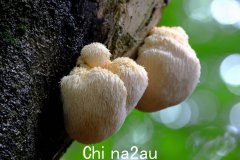 韩国和澳大利亚最新研究发现，吃这种蘑菇对神经有奇效（图）