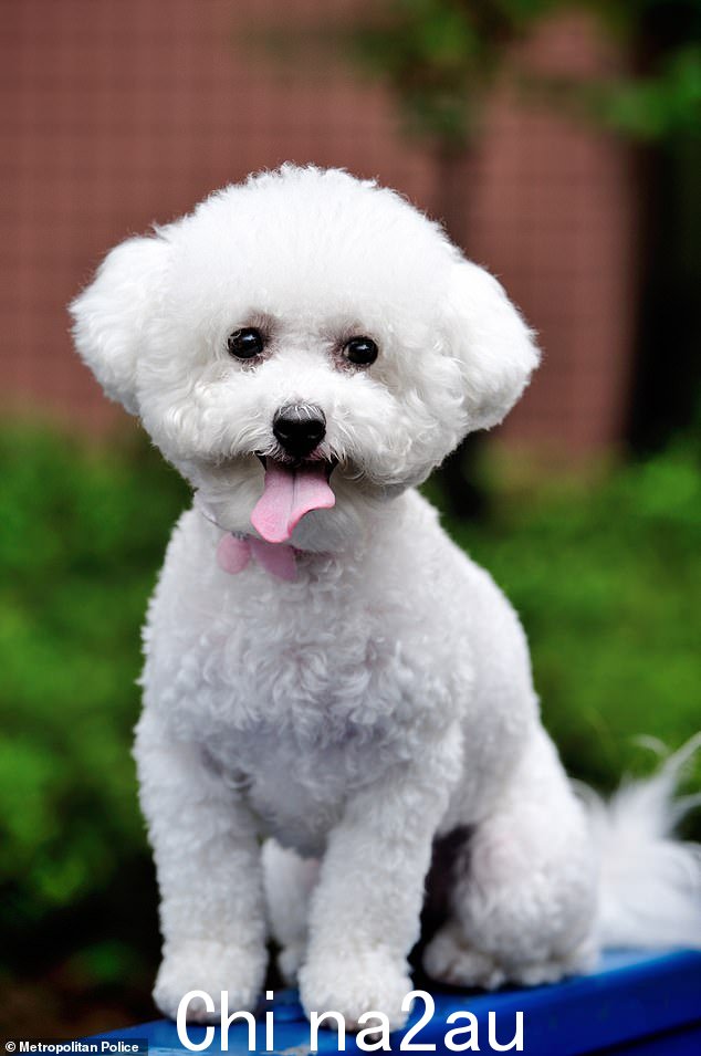 经常被误认为贵宾犬或可卡犬,它们主要呈白色或奶油色,因此需要进行一些维护以帮助保持其迷人的外观。使用库存图片