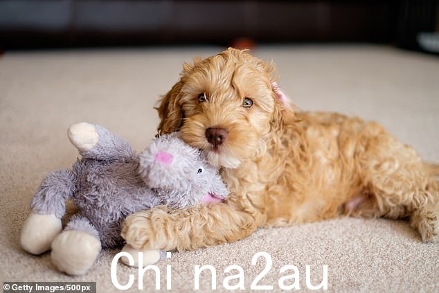 你可能会得到一只可卡犬多而贵宾犬少的,这意味着你最终可能会得到一只正在蜕皮的可卡犬。 Stock image used