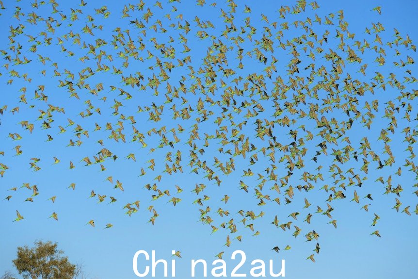 数以千计的虎皮鹦鹉用绿色的翅膀飞向镜头和明亮的蓝天。” width=