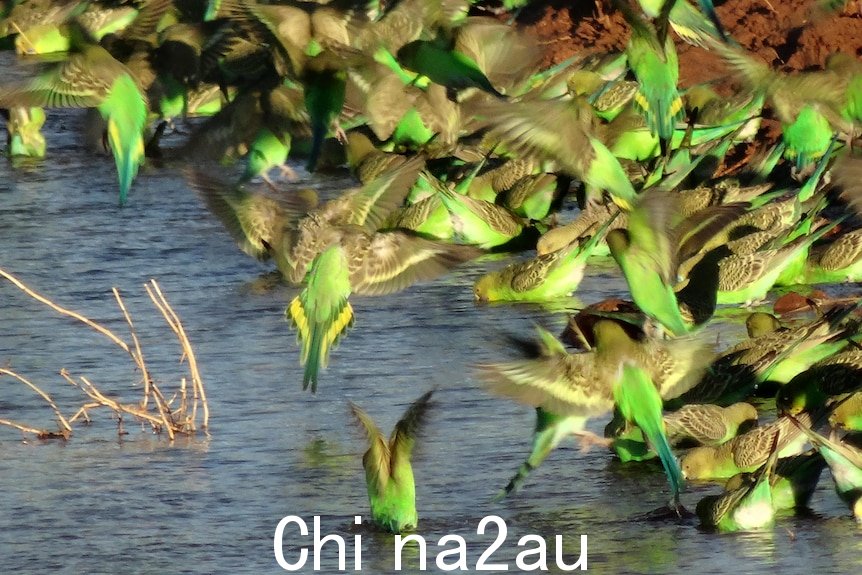 亮绿色和黄色的小鸟在棕色的水面上拍打着翅膀，背景是亮红色的泥土。