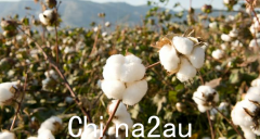 据报道，中国买家重新购买了澳大利亚棉花！相关人士：中澳关系将改善 解禁（图）