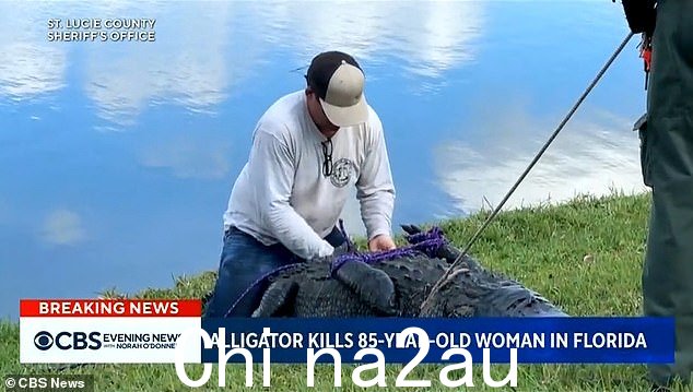 野生动物专家在池塘底部发现了鳄鱼并将其拖出水面,一名官员看到鳄鱼坐在鳄鱼身上