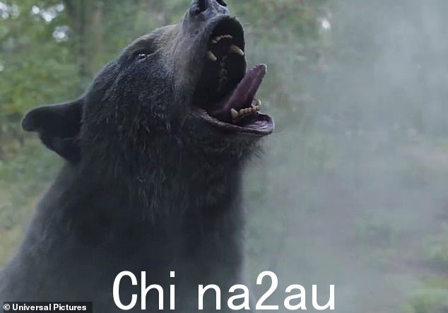 这只熊在食用该物质后出现在可卡因的尘埃云中