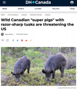 加拿大“超级野猪”南下！智商高、体型大、携带传染性病毒、破坏力极强，澳洲野猪也被淹没（组图）