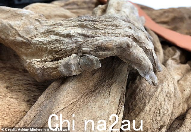 对她木乃伊化器官中的微生物的分析显示,不是梅毒,而是一种以前科学未知的高水平细菌