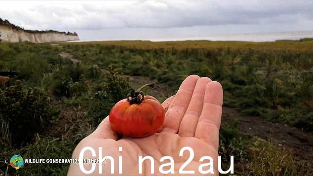 鸟儿在附近的垃圾填埋场觅食,附近有一个大型番茄农场,这可能是造成这些番茄的原因。但植物专家表示,番茄种子有可能在污水处理过程中存活下来。图为:Nik Mitchell 发现的番茄