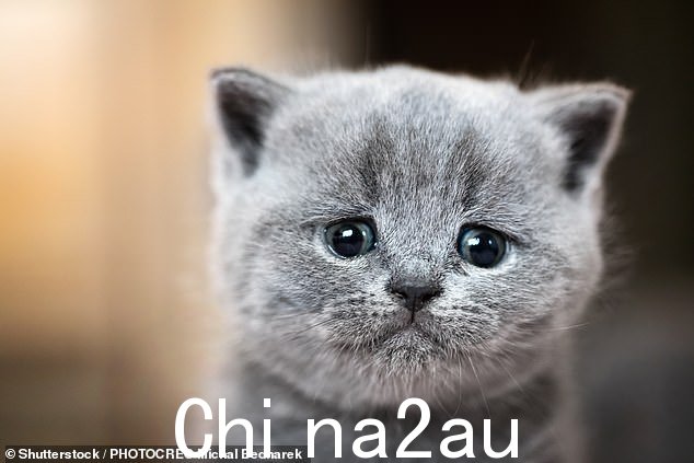 牙龈疾病是猫最常见的疾病,其次是肥胖、指甲过度生长和跳蚤侵扰