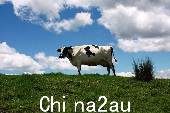 奶牛爱放屁，奶牛放屁会加剧温室效应。