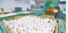 买澳洲鸡蛋“解蛋荒”遭批，台湾农委会：差价由政府承担（图）