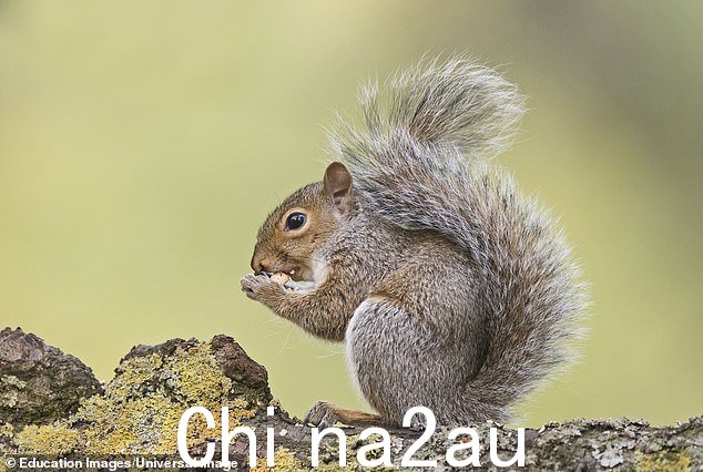 糟糕:他们一直在讨论 Exmoor Squirrel 项目,该项目最近声称可以将非本地生物制成炖菜、馅饼和烤肉串(图片)