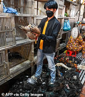 一名工人于 2023 年 2 月 24 日在金边的一个市场抓鸡。本周早些时候死于禽流感的一名 11 岁柬埔寨女孩的父亲检测呈阳性对于这种病毒,卫生官员说