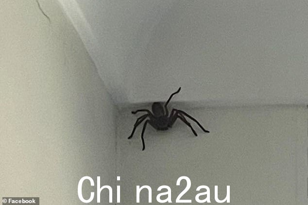猎人蜘蛛在夏季的几个月里更常见,因为它们试图躲避室外的高温