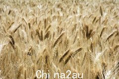 厄尔尼诺现象或形成 澳大利亚估计小麦出口将下降20%(图)