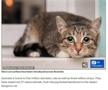 澳大利亚猫离谱！因大量猎杀当地动物被“宵禁”，逃跑或被处决（图）