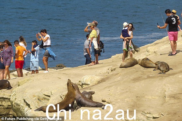 海狮和海豹是 ve在拍摄视频的拉霍亚湾很常见