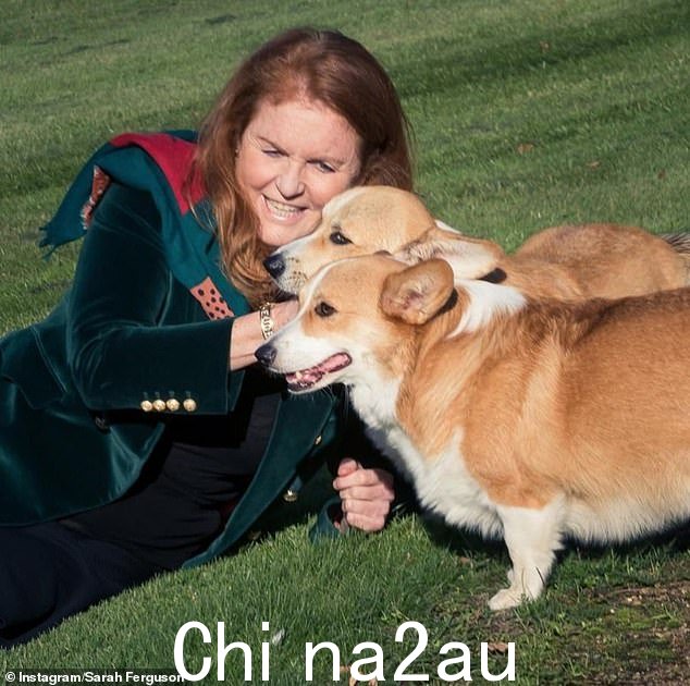 女王在菲姬去世后将她心爱的柯基犬留给了她,约克公爵夫人这样评价这两只狗(如图):'他们是非常好的男孩,他们非常温柔'