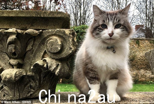 安息吧:在'威尔特郡最著名的猫科动物' 17 岁去世后,人们对 Antiques Roadshow 猫 Minou 倾注了大量的悼念,让明星们悲痛欲绝