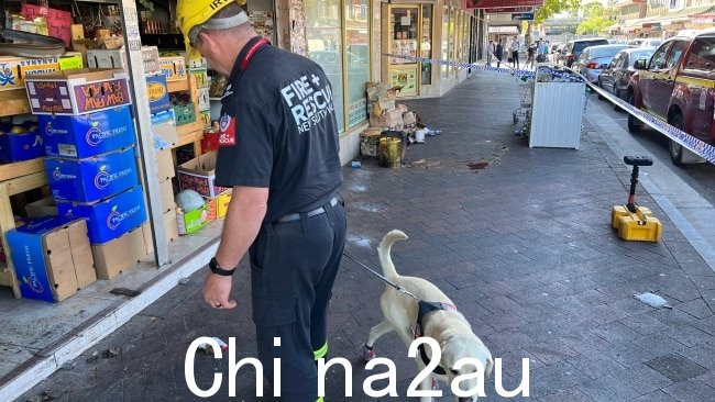 Fire and Rescue NSW 的助燃剂检测犬 Xando 正在帮助警官进行他们的调查调查。图片：新南威尔士州消防救援队