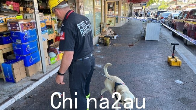Fire and Rescue NSW 的助燃剂检测犬 Xando 正在帮助警官进行他们的调查调查。图片:新南威尔士州消防救援队