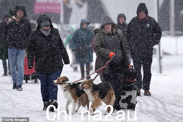 狗和它们的主人今天在伯明翰的 NEC 体育馆参加 Crufts 2023 雪地比赛
