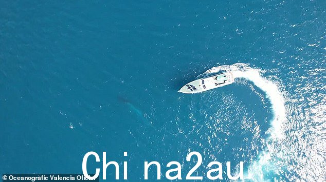 鲸鱼只能看到在瓦伦西亚海岸附近的海面以下