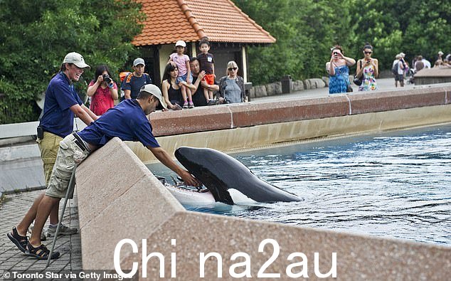 Kiska 在 MarineLand 的 Friendship Cove 被喂食