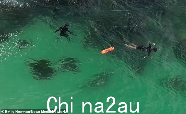一条鲨鱼在新南威尔士州中北部海岸福斯特附近的三名长矛渔民的正下方游泳