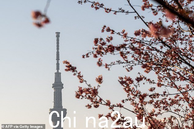一般来说,樱花季往往在 3 月底或 4 月初开始。但今年它比往年提前了 10 天 - 追平了此前仅出现过两次的提前开始记录