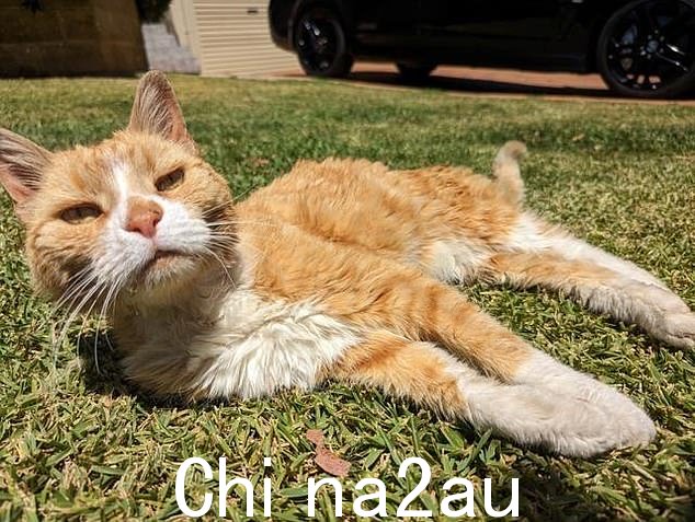 这只姜猫 Brandy 17 岁,被格伦伍德当地人称为“怪猫”,因为在据称被谋杀的同一个公园散步而闻名