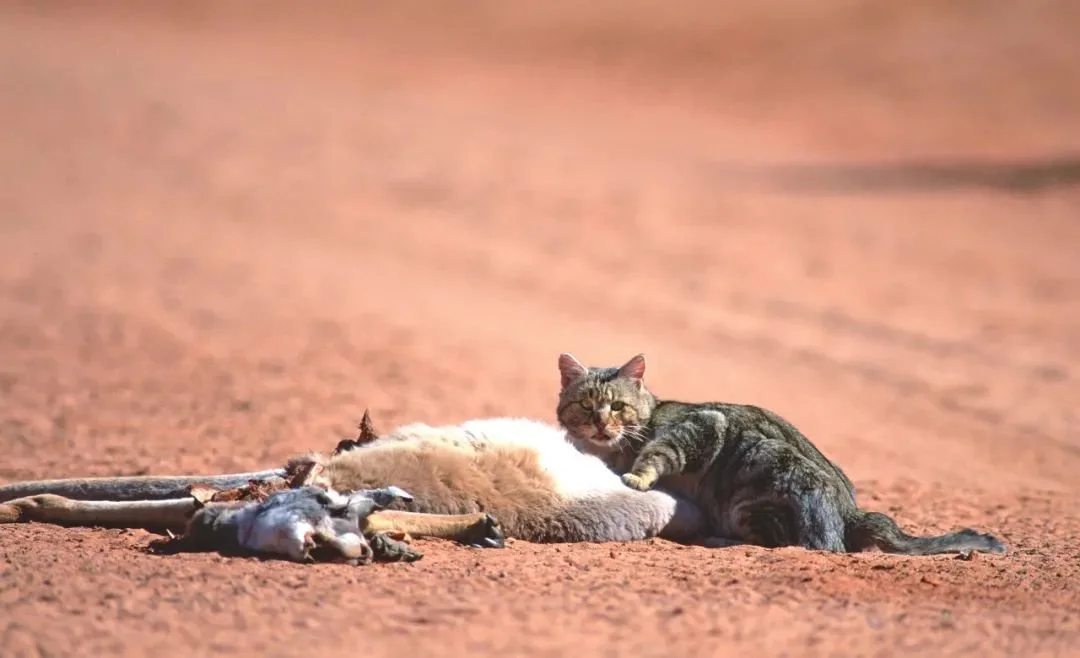 野外猫在澳大利亚内陆的路上捕食。/图虫创意