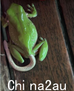 澳大利亚的新物种？树蛙看到“诡异的白尾巴”吓了一跳！专家伸手吓唬傻子：是东方棕蛇（图）