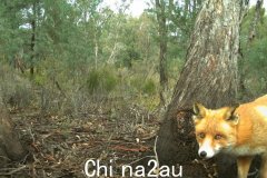 动物保护区的“杀手”狐狸终于消失了（图）