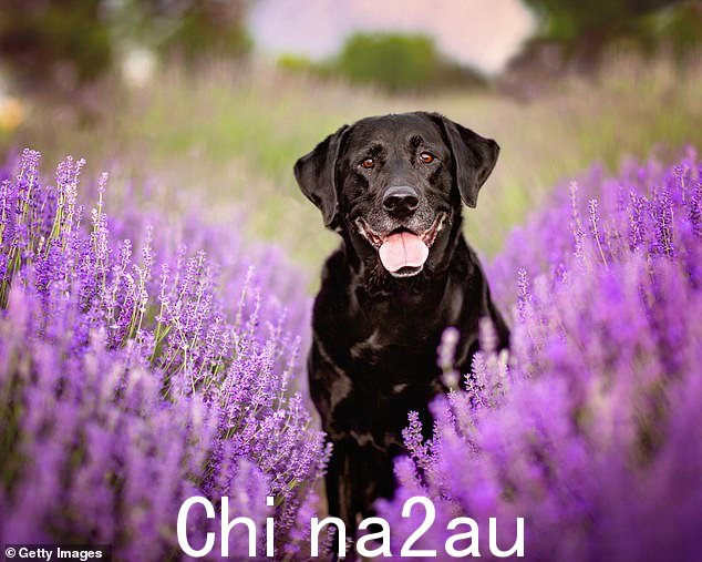 拉布拉多猎犬的颜色有黑色、巧克力色和黄色,非常活泼到 13 年