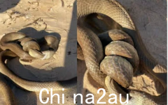 2条巨蛇缠绕海滩，澳洲男子无意中拍到最致命毒蛇“自相残杀”超震撼（视频/图）