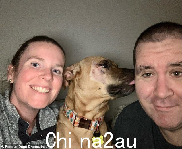 由于与前房东的问题不得不重新安置的小狗,现在和一对夫妇住在一个家里