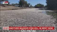 当局调查新南威尔士州西部偏远地区的大规模杀戮，数十万条鱼被发现死亡