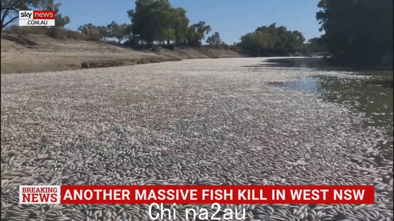 成千上万的人死了在 Menindee 发现的鱼