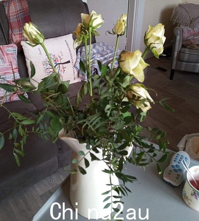 今天的花朵看起来如何,白玫瑰和周围的绿叶正在枯萎