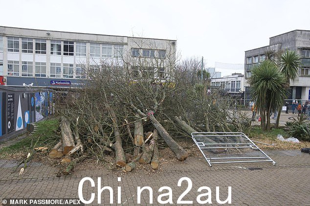 周二晚上普利茅斯市中心的树木被砍伐(如图)