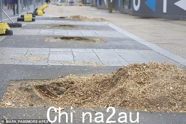 普利茅斯市中心 110 棵成熟树木被砍伐后的树皮切割图