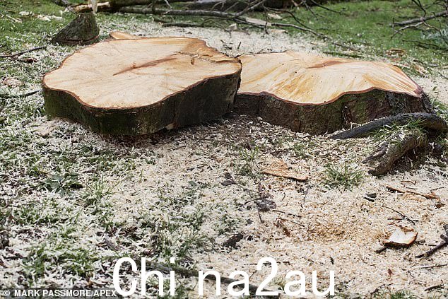 被摧毁:普利茅斯一夜之间砍伐了 100 多棵成熟的树木