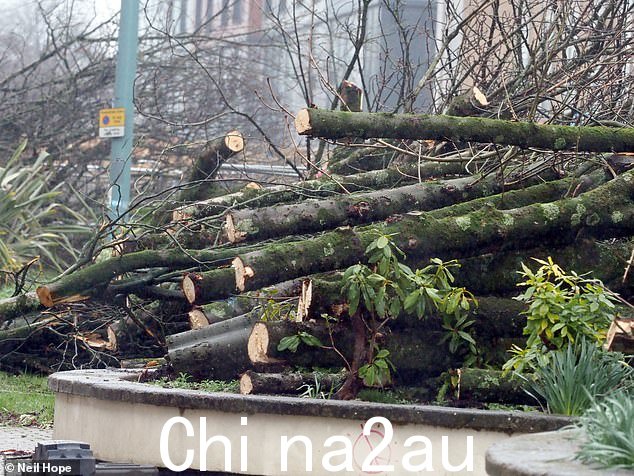 砍树的决定遭到了当地政客的严厉批评