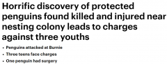 残忍的！澳洲3少年被控杀害企鹅，警方在沙滩上发现尸体（图）